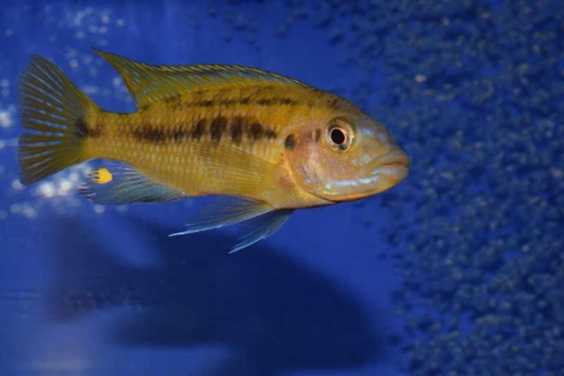 Petrotilapia microgalana 'Nkhata Bay'